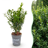 Kit haie Buis commun - H 20-25 cm, pot Ø9 cm