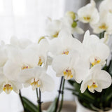 Orchidée Phalaenopsis blanche Mineral Amabilis et 2 succulentes - coffret Allure Shiny or - pot Ø9 cm