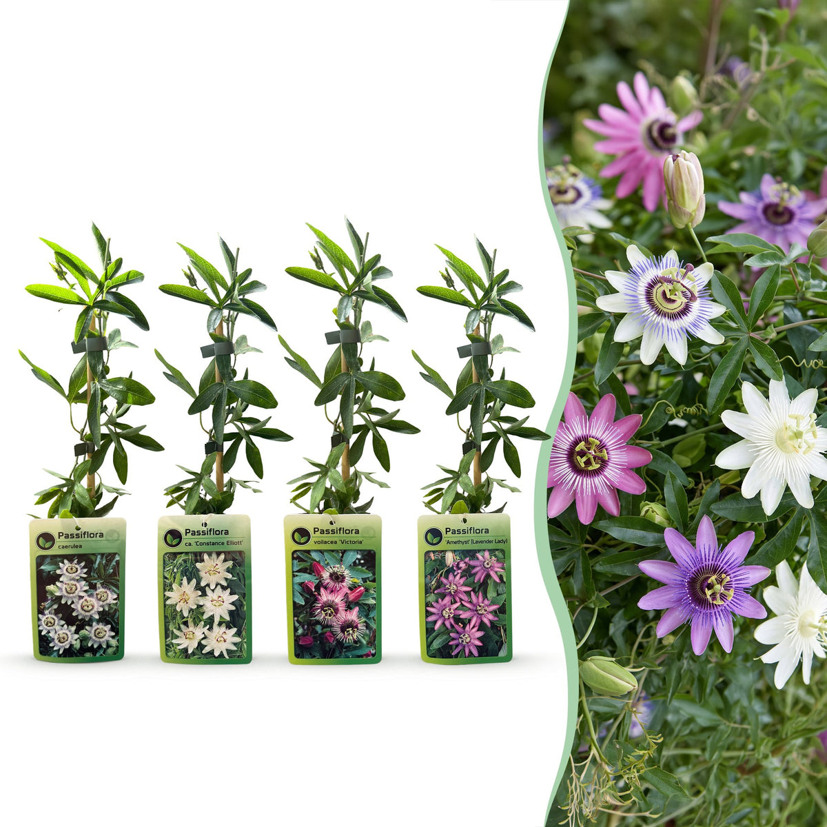 Passiflores arc-en-ciel - lot de 12 plants - pot Ø9 cm