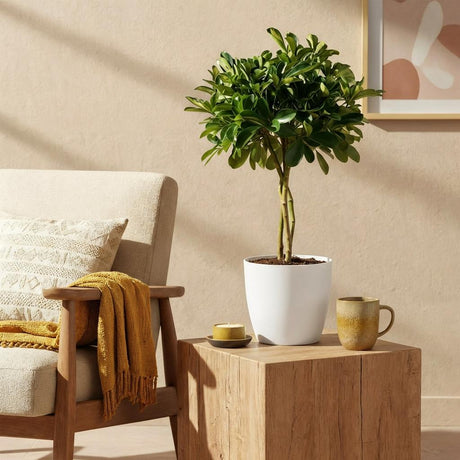 Schefflera Gold Capelle – Arbre doigt | Pot 17 cm