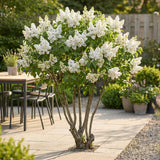 Green boutiQ - Pianta da Giardino - Syringa vulgaris Mme Lemoine - Lillà Comune - Resistente al Freddo - Bianco - 1 Pianta - Vaso 17cm - Altezza 45cm