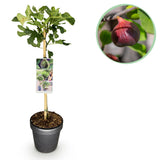 Green boutiQ - Tuinplant - Ficus carica Brown Turkey - Plant op stam - Terras Plant - Bladverliezend - Weinig Onderhoud - Pot 19cm Hoogte 90cm