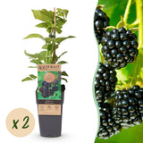 Framboisier noir Black Jewel - Rubus occidentalis - 2 plants - H 50 cm, pot Ø15 cm