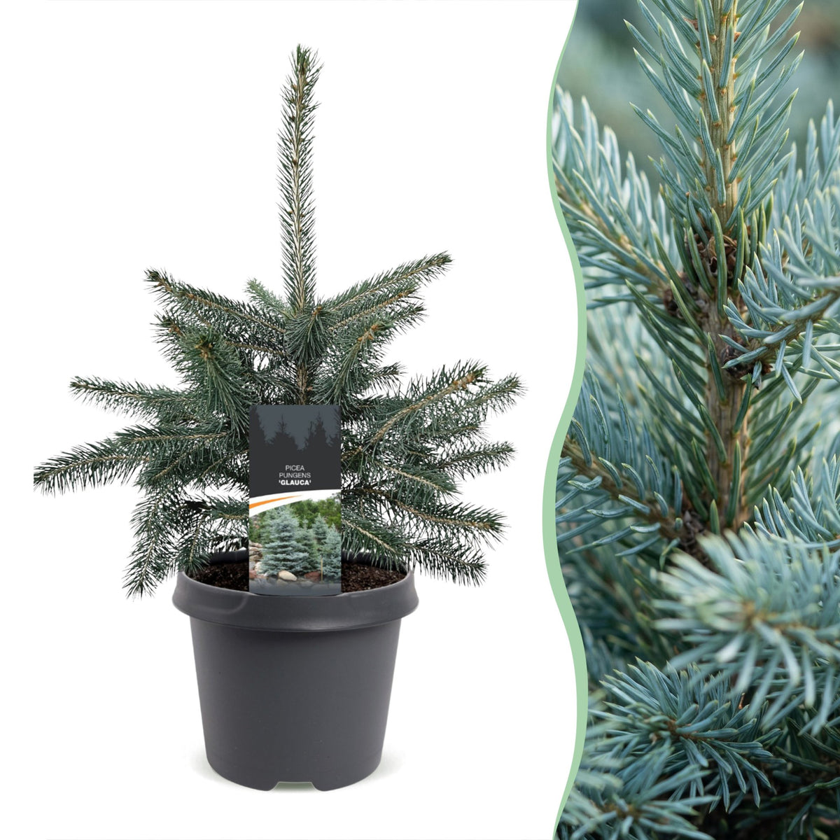 Épicéa bleu du Colorado - Picea pungens Glauca - H 60 cm, pot Ø23 cm