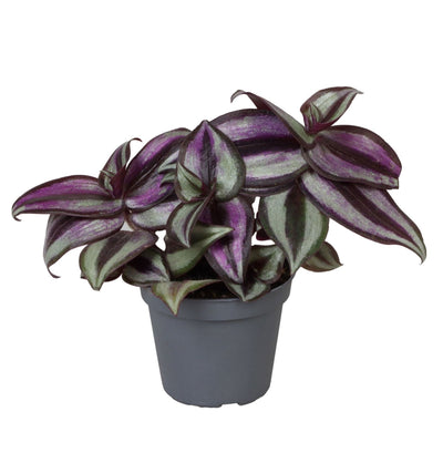 Mini Tradescantia Zebra Pink Joy - Tradescantia zebrina - H 5 cm, pot Ø6 cm