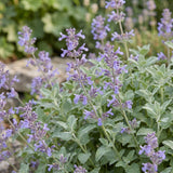 Népéta de Faassen - H 15-25 cm, pot Ø11 cm