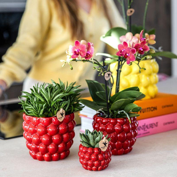Kolibri Company | Plantenset Rode Phalaenopsis Orchidee Congo en Succulenten incl. keramieken Berry sierpotten
