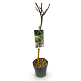 Green boutiQ - Tuinplant - Ficus carica Brown Turkey - Plant op stam - Terras Plant - Bladverliezend - Weinig Onderhoud - Pot 19cm Hoogte 90cm