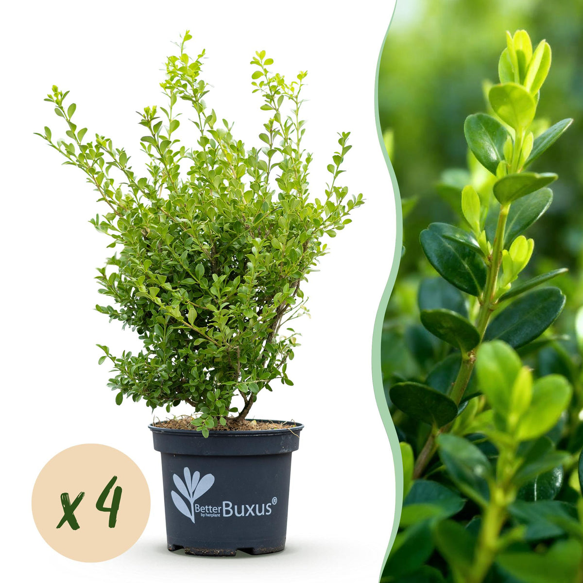 Buis BetterBuxus Babylon Beauty pour haie - 4 plants pour 1 m
