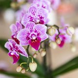 Orchidée Phalaenopsis rose et violette Diamond El Salvador avec cache-pot Horizon blanc - H 40 cm, pot Ø9 cm