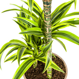Dracaena Lemon Lime