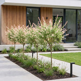 Saule crevette Flamingo - H 70-80 cm, pot Ø17 cm