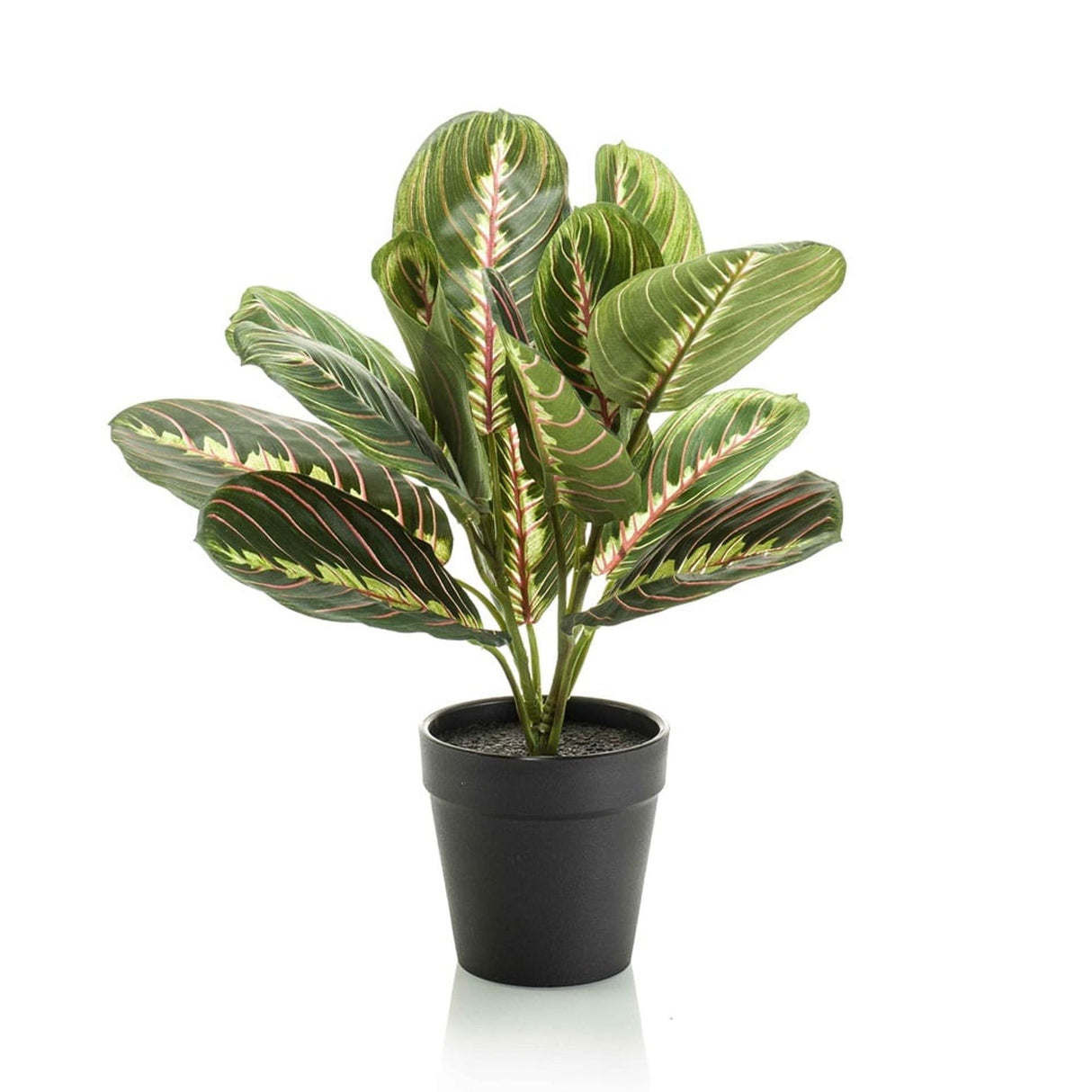 Maranta artificielle en pot h30cm
