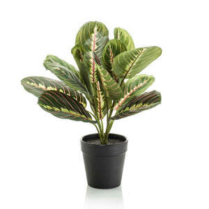 Maranta artificielle en pot h30cm
