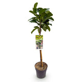 Green boutiQ - Tuinplant - Prunus lauroverasus Etna® - Plant op stam - Terras Plant - Bladhoudend - Weinig Onderhoud - Pot 19cm Hoogte 90cm