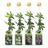 Passiflores arc-en-ciel - lot de 12 plants - pot Ø9 cm