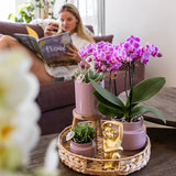 Orchidée Phalaenopsis rose-violet Mineral Frederikstad et 2 succulentes - coffret Desert Summer violet - pot Ø9 cm