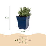 Lavande Rosea - H 15-25 cm, pot Ø11 cm