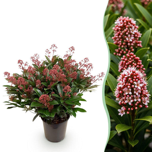 Skimmia Rubella