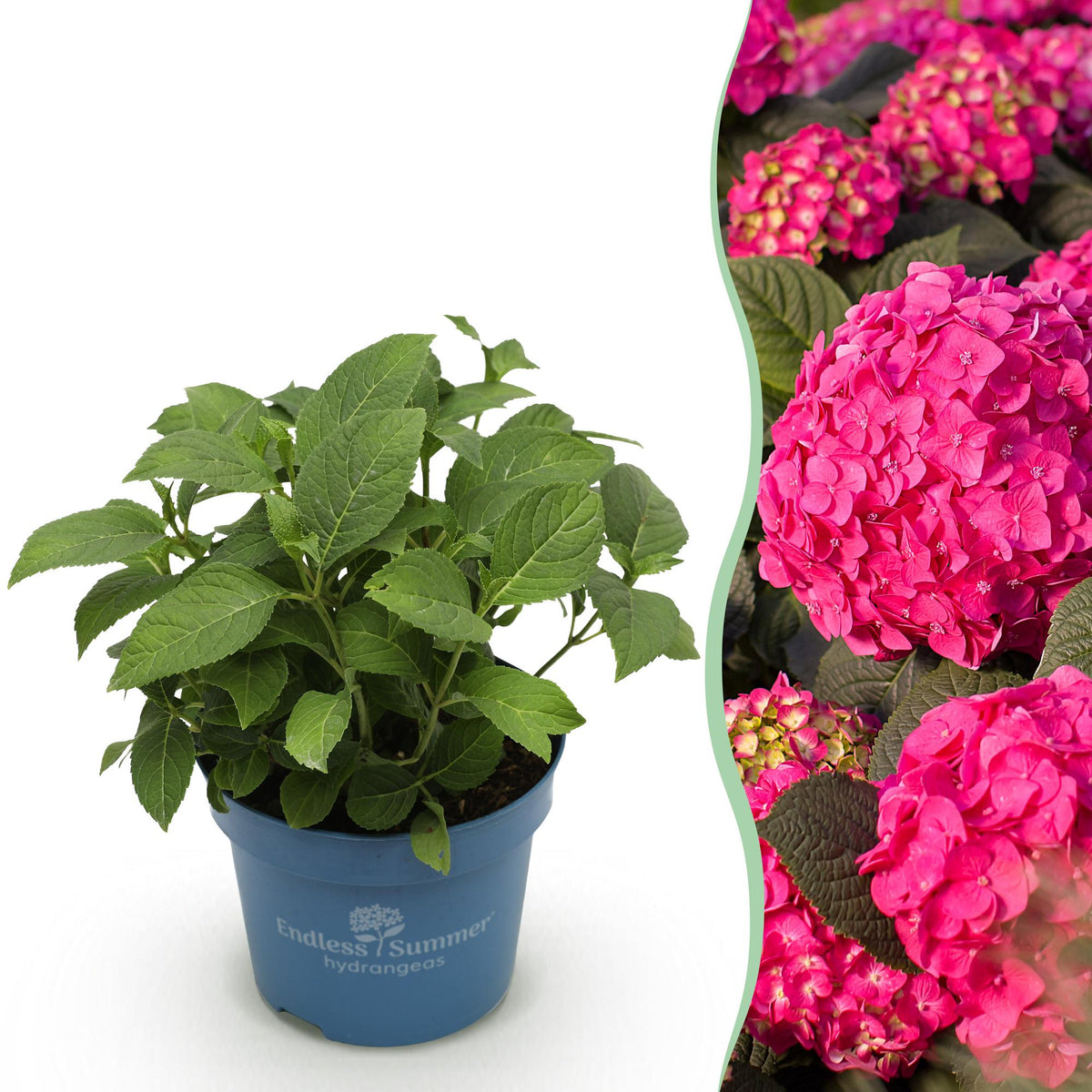 Green boutiQ - Pianta da Giardino - Ortensia Hydrangea Endless Summer Summer Love Red - Hortensia - Resistente all'Inverno - Rosso Intenso - 1 Pianta - Vaso 14cm - Altezza 20-25cm