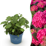 Green boutiQ - Pianta da Giardino - Ortensia Hydrangea Endless Summer Summer Love Red - Hortensia - Resistente all'Inverno - Rosso Intenso - 1 Pianta - Vaso 14cm - Altezza 20-25cm