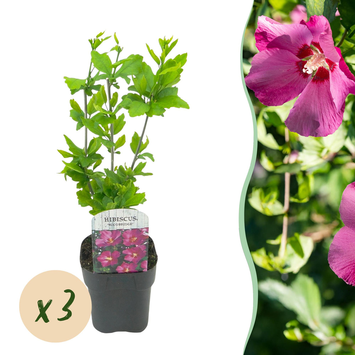 La Green Touch - Pianta da Giardino - Hibiscus syriacus Woodbridge - Ibisco da Giardino - Resistente al Freddo - Rosa - 3 Piante - Vaso 17cm - Altezza 45cm