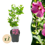 La Green Touch - Pianta da Giardino - Hibiscus syriacus Woodbridge - Ibisco da Giardino - Resistente al Freddo - Rosa - 3 Piante - Vaso 17cm - Altezza 45cm