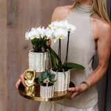Orchidée Phalaenopsis blanche Mineral Gibraltar et 2 succulentes - coffret Oyster - pot Ø9 cm