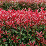 Green boutiQ - Siepi sempreverdi - Photinia fraseri Carre Rouge - verde rosso - 6 piante - 1 metro lineare - sempreverde - vaso 17cm altezza 55cm