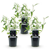 Green boutiQ - Pianta da Giardino - Buddleja davidii Black Night - Arbusto delle Farfalle - Resistente al Freddo - Viola - 3 Piante - Vaso 17cm - Altezza 45cm