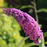 La Green Touch - Pianta da Giardino - Buddleja davidii Pink Delight - Arbusto delle Farfalle - Resistente al Freddo - Rosa - 3 Piante - Vaso 17cm - Altezza 45cm