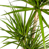 Dracaena Marginata Verte