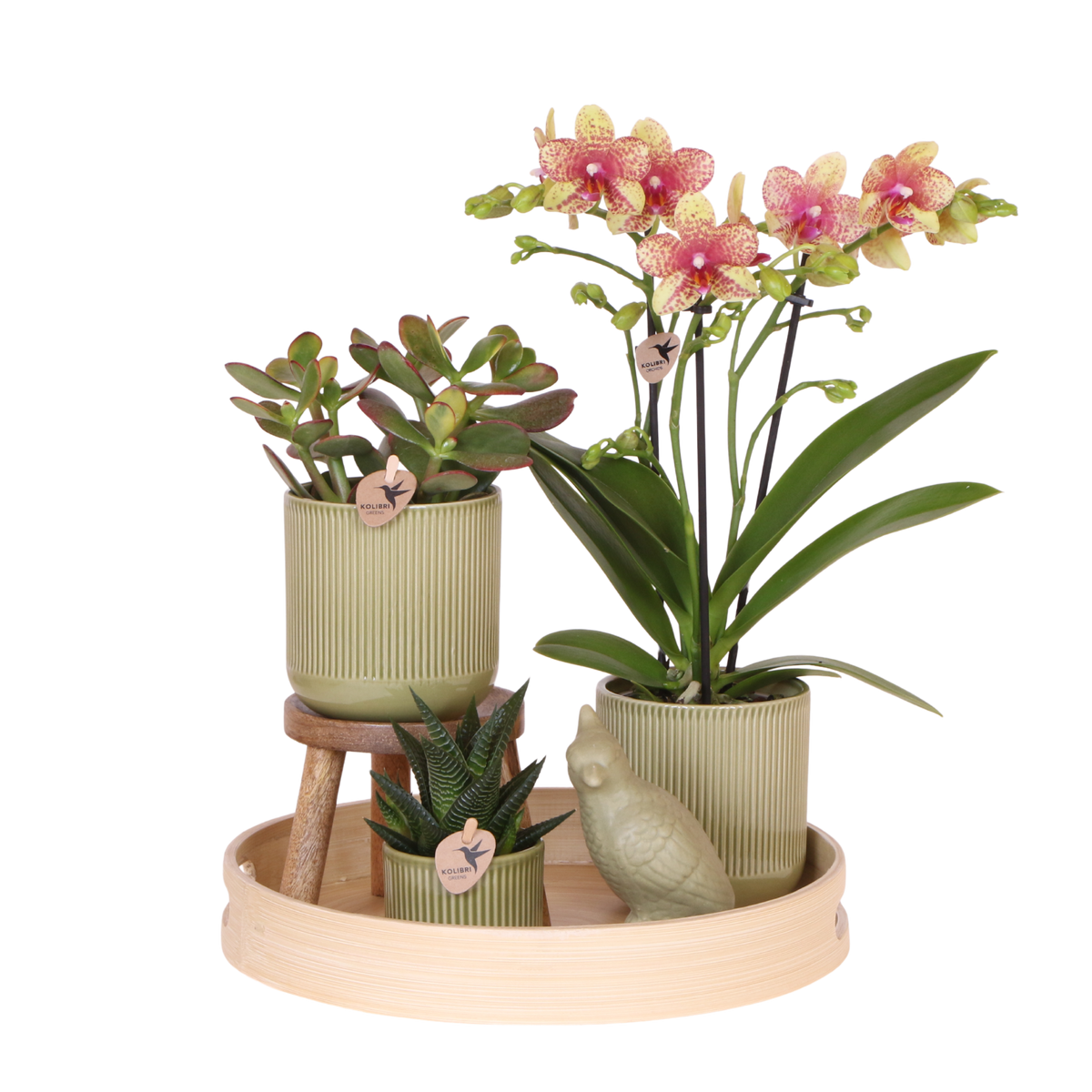 Orchidée Phalaenopsis jaune orangé Mineral Grosseto et 2 succulentes - coffret Flare vert