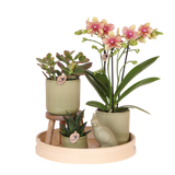 Orchidée Phalaenopsis jaune orangé Mineral Grosseto et 2 succulentes - coffret Flare vert