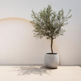 Green boutiQ - Tuinplant - Olea Europaea - Plant op stam - Terras Plant - Bladhoudend - Weinig Onderhoud - Pot 19cm Hoogte 90cm
