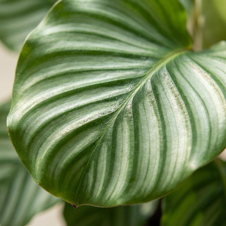Calathea Orbifolia – Plante paon | Pot 21 cm, Hauteur 60 cm