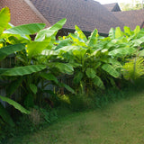 Green boutiQ - Fruitplant - Bananen plant - Musa Basjoo - Winterhard - 4 planten - Pot 12cm Hoogte 30cm