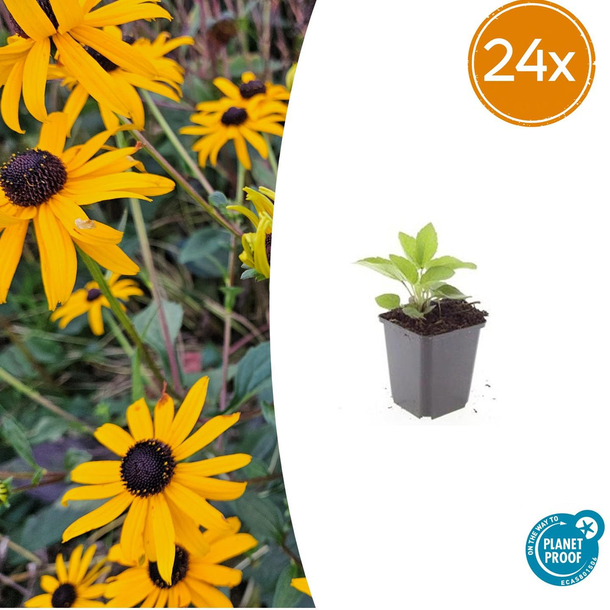 Rudbeckia Goldsturm en godet - Rudbeckia fulgida - H 10-25 cm, pot Ø9 cm - photo 8
