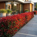 Kit haie Photinia nain Little Red Robin - H 25-35 cm, pot Ø9 cm