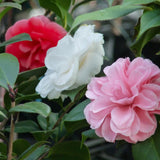 Green boutiQ - Heesters - Camelia japonica Tricolour - Bloem Roze, Wit en Rood - 1 Plant - Groenblijvend - Pot 15cm Hoogte 30cm