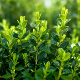 Buis BetterBuxus Babylon Beauty pour haie - 4 plants pour 1 m