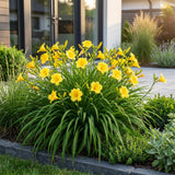 Hémérocalle Stella d'Oro - H 15-25 cm, pot Ø11 cm - photo 6