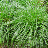 Carex Intense Green - H 50 cm, pot Ø17 cm - photo 4