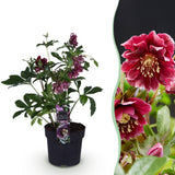 Hellébore Double Ellen Red