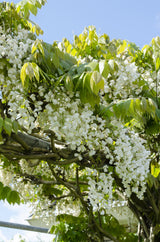 Glycine du Japon Longissima Alba - Glycine blanche - 2 plants
