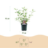 La Green Touch - Pianta da Giardino - Buddleja davidii Pink Delight - Arbusto delle Farfalle - Resistente al Freddo - Rosa - 3 Piante - Vaso 17cm - Altezza 45cm