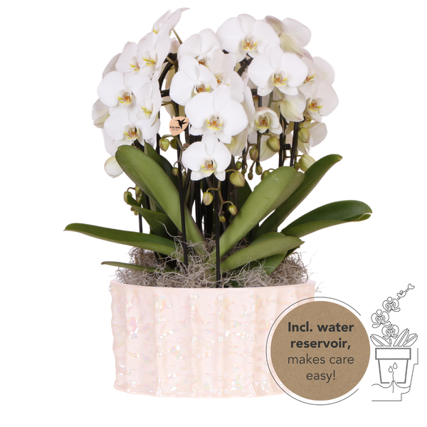 Orchidées Phalaenopsis blanches Niagara Fall en coupe Oyster - bouquet de 3 - H 50 cm, pots Ø12 cm