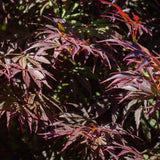 Green boutiQ - Terrasplant - Japanse Esdoorn - Acer palmatum Trompenburg -Donker Paars - 2 Planten - Bladverliezend - Pot 19cm Hoogte 70cm