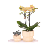 Orchidée Phalaenopsis jaune Blossom Lima et succulente - coffret Horizon jaune