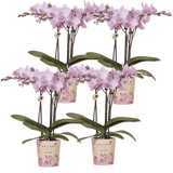 Orchidées Phalaenopsis roses Mineral Chamberry - lot de 4 - pot Ø9 cm
